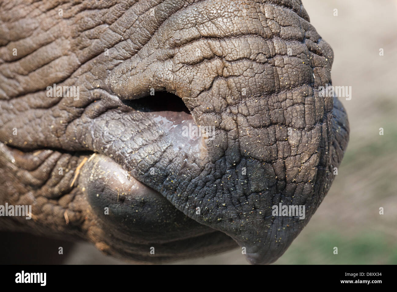 Rhino nose cheap