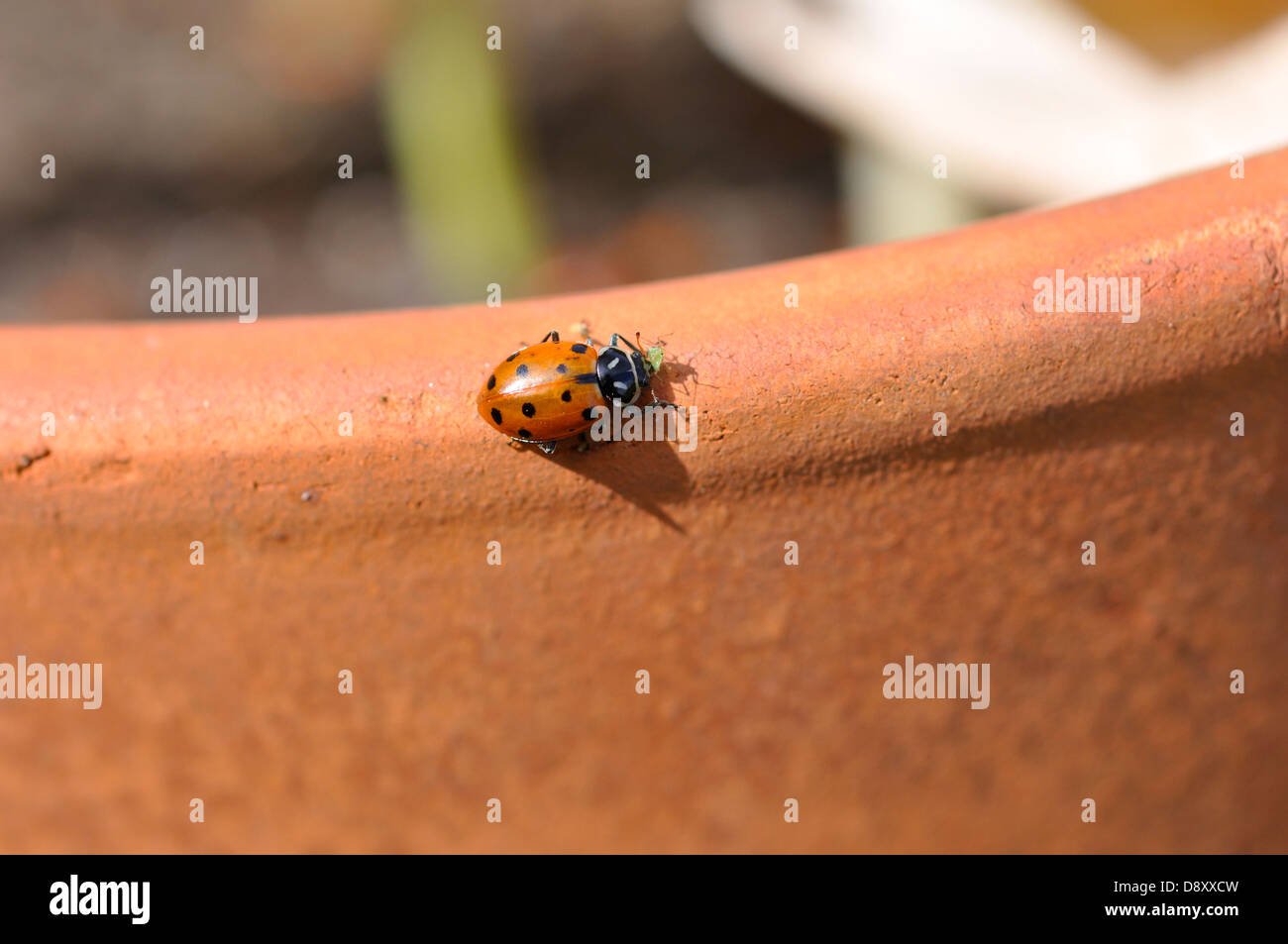Ladybugs eating aphids on plant Stock Photo Alamy