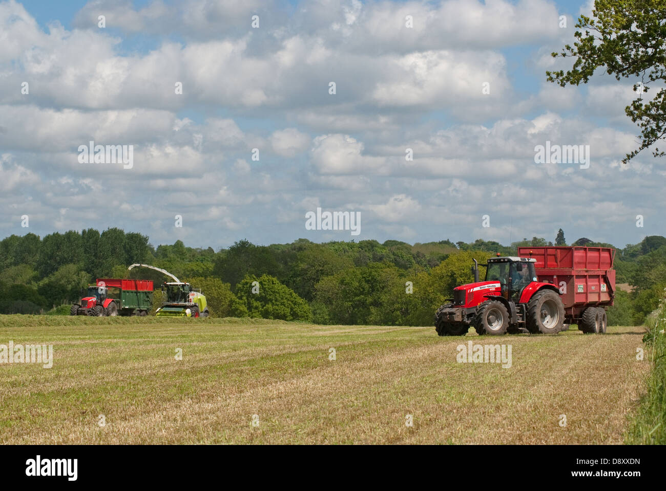 Harvesting grass for silage making for cattle feed Stock Photo