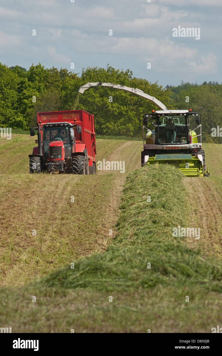 Harvesting grass for silage making for cattle feed Stock Photo