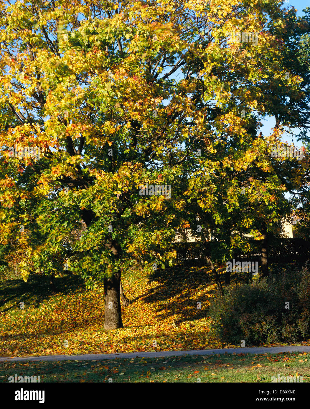 Trees with autumn leaves in park Stock Photo - Alamy