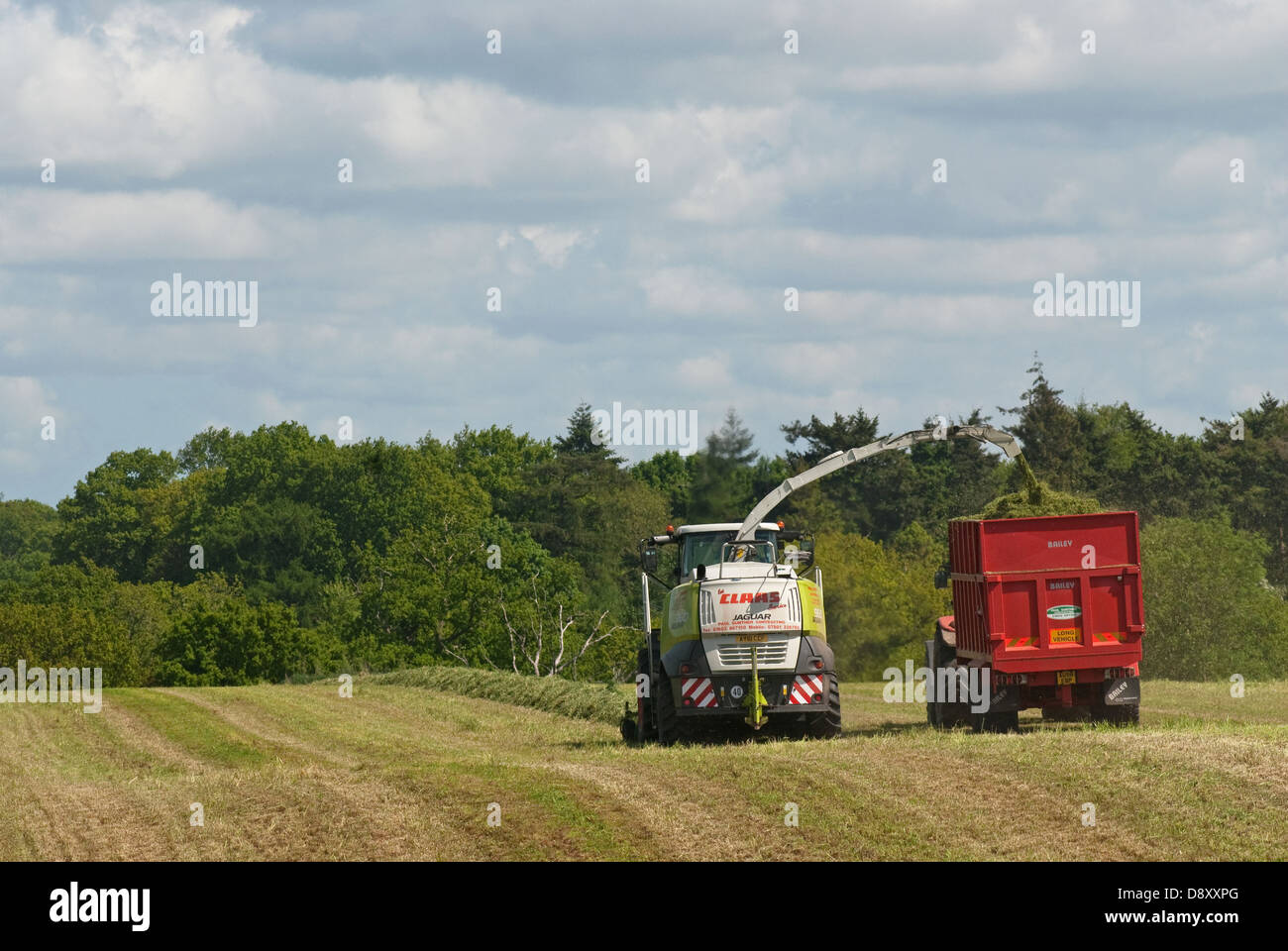 Harvesting grass for silage making for cattle feed Stock Photo