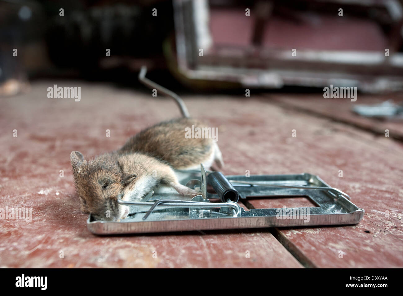 https://c8.alamy.com/comp/D8XYAA/mouse-caught-in-a-trap-D8XYAA.jpg