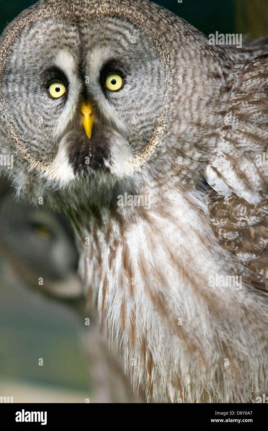 Great Grey Owl or Lapland Owl (Strix nebulosa). Carabo lapon Stock Photo