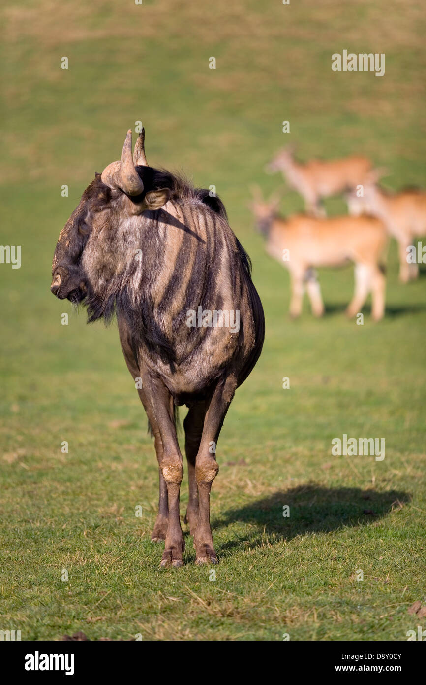 Wildebeest or brindled gnu (Connochaetes taurinus) Stock Photo