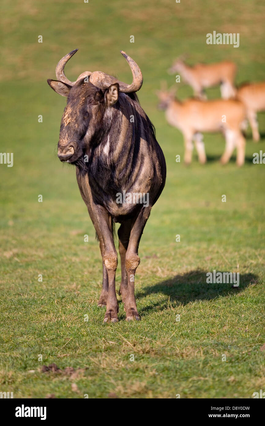 Wildebeest or brindled gnu (Connochaetes taurinus) Stock Photo