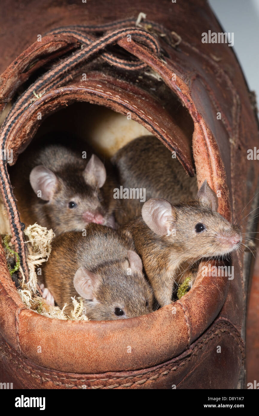 House Mice (Mus musculus). Emerging from an old leather shoe Stock