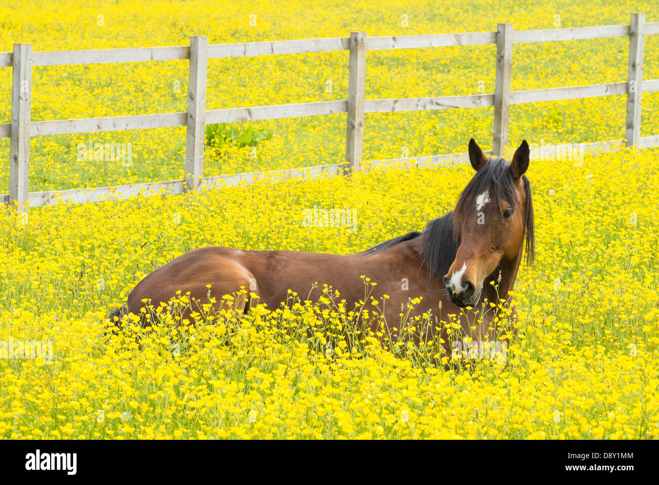 Horse lying down buttercups hires stock photography and images Alamy
