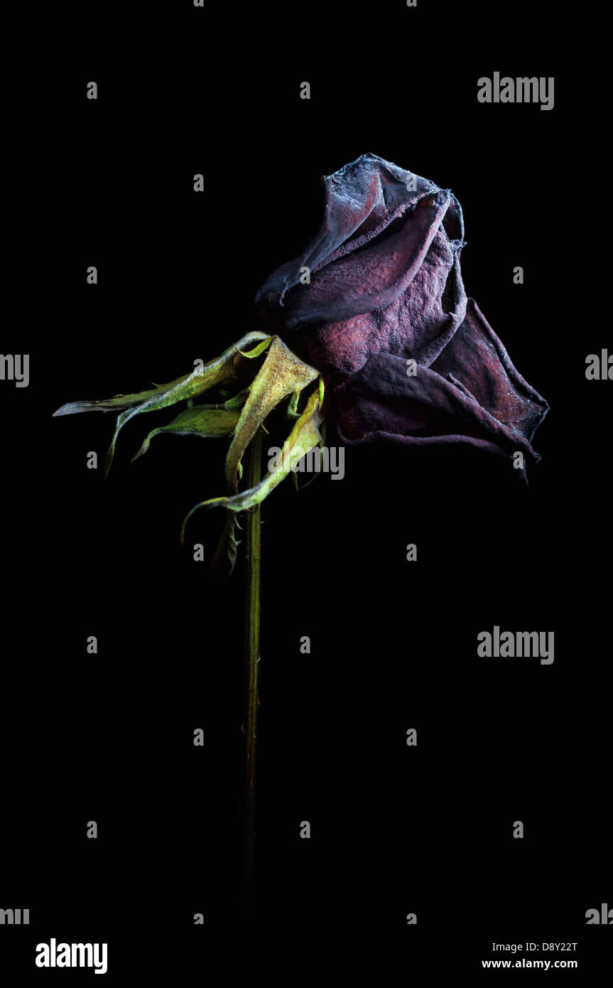 Dried rose over black background Stock Photo - Alamy