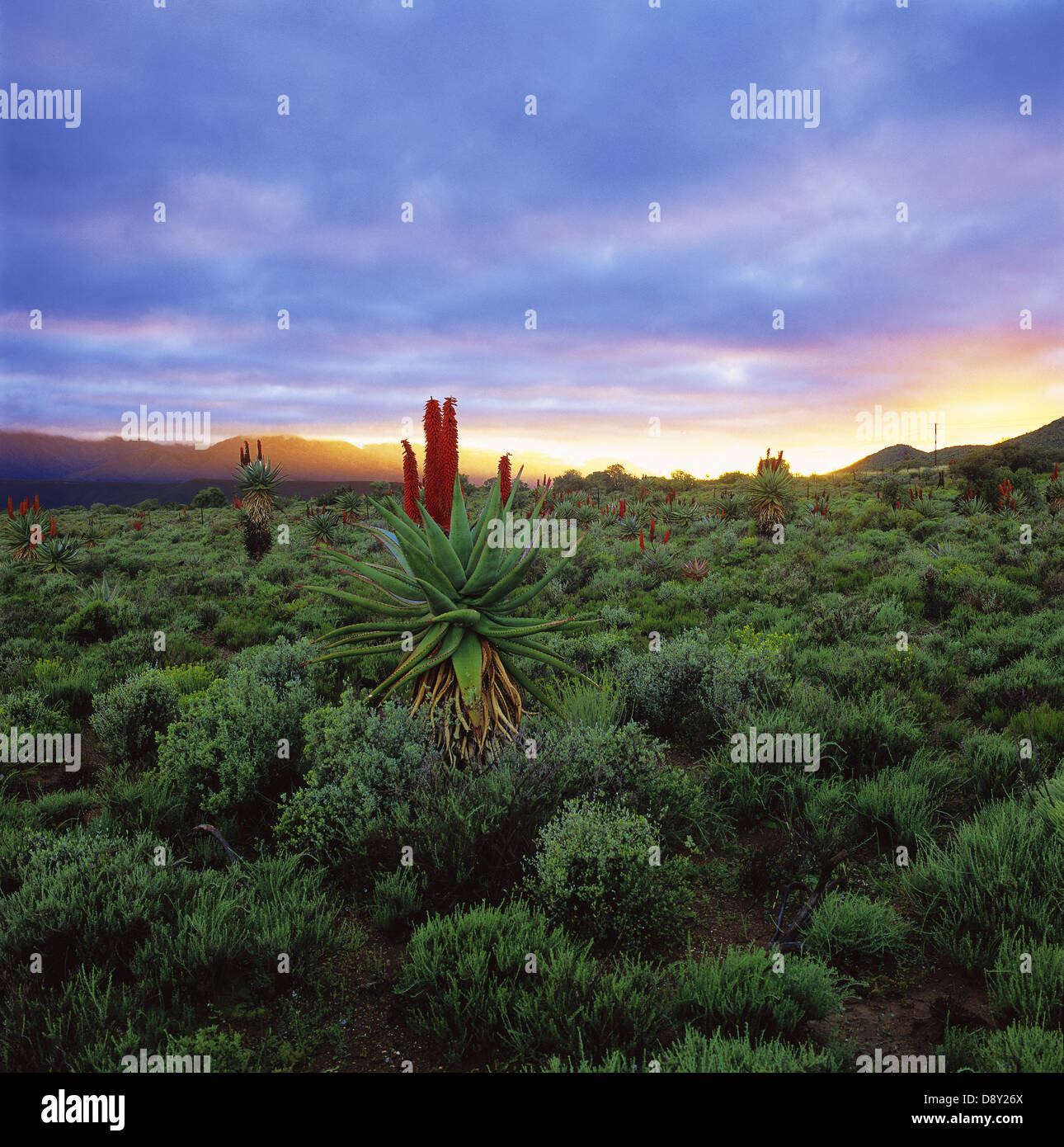 Aloes at sunrise in the Little Karoo, South Africa Stock Photo