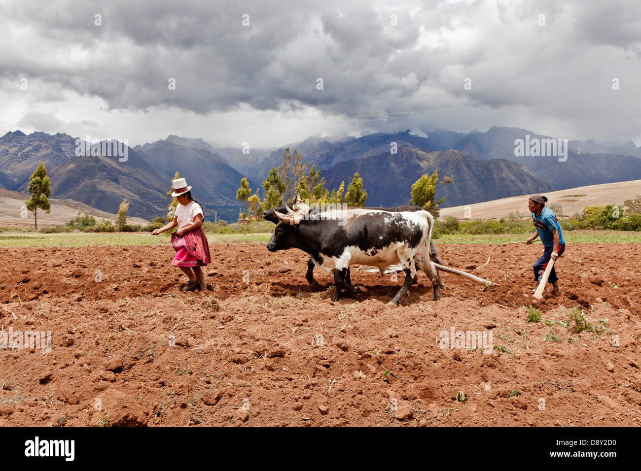 Husband and Wife farmers planting corn Agriculture American Clouds Cloud Sky Cow  Bovine Bos Taurus Livestock Farming Agrarian Stock Photo