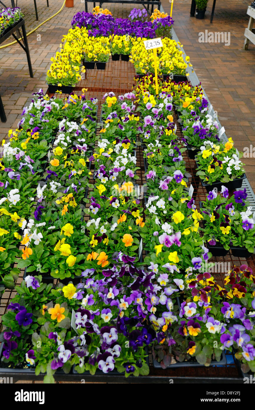 Summer bedding plants for sale in a garden centre, Scotland, UK Stock Photo
