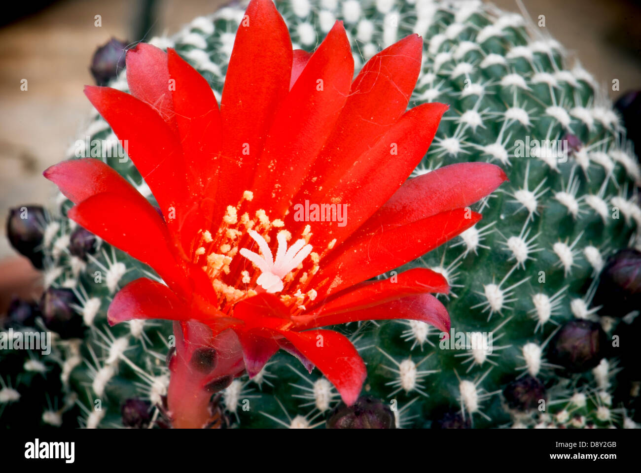 Flowering cactus rebutia deminuta with red flower. Stock Photo