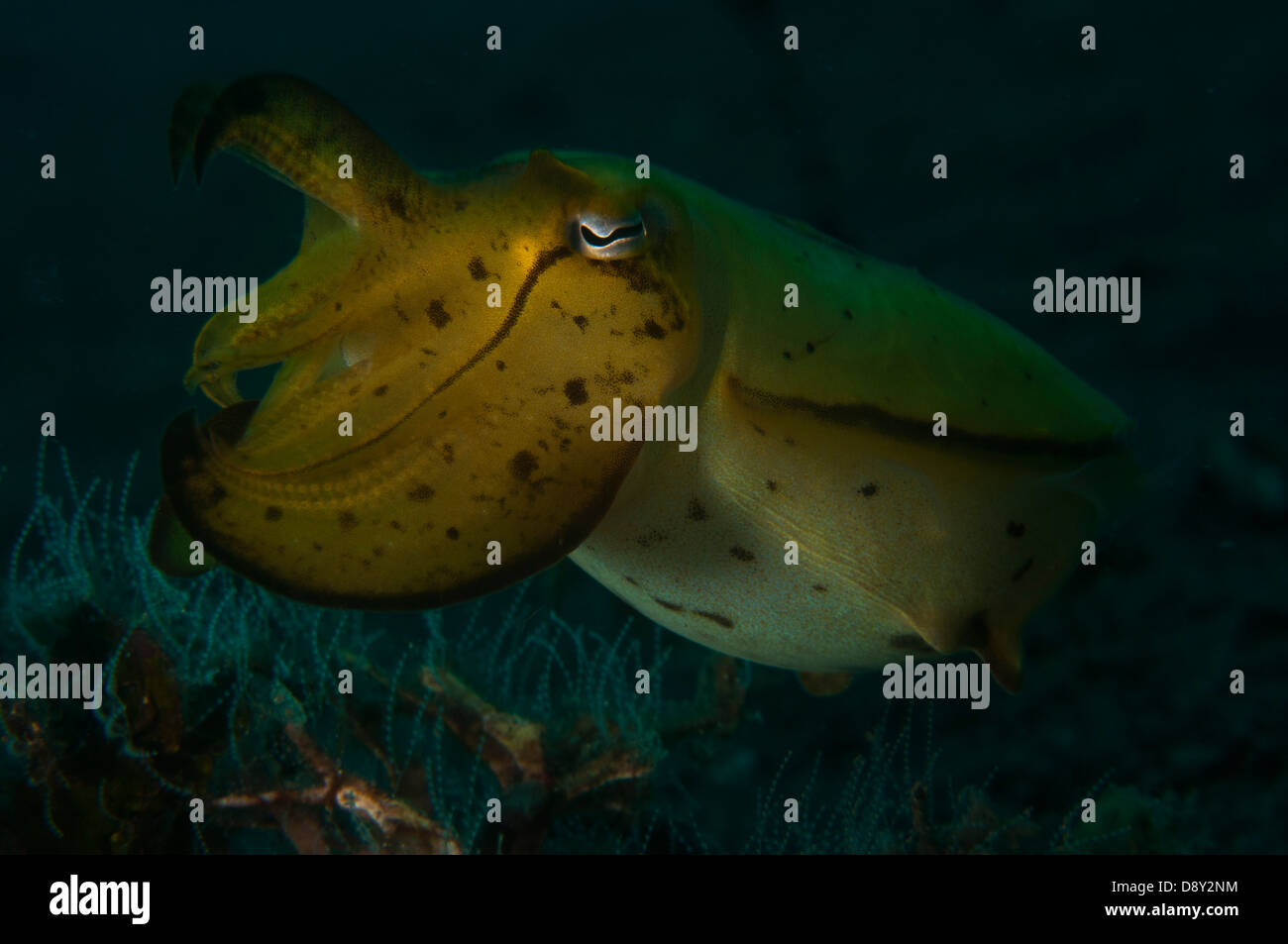 Sepiida indonesia invertebrates jahir kbr lembeh straits marine life