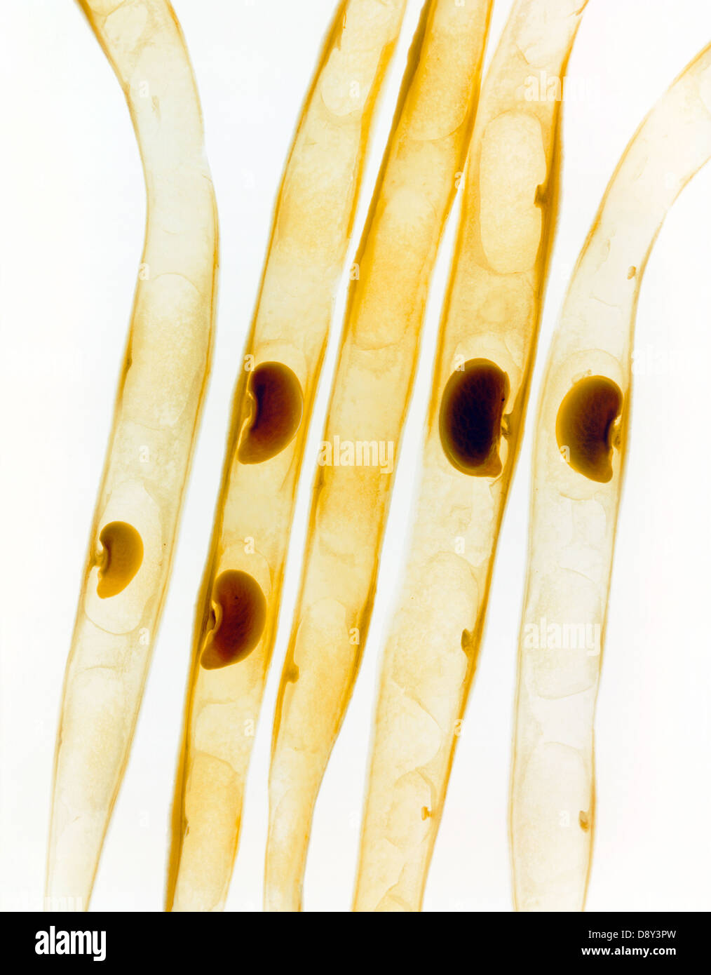 Transparent Stock Photo