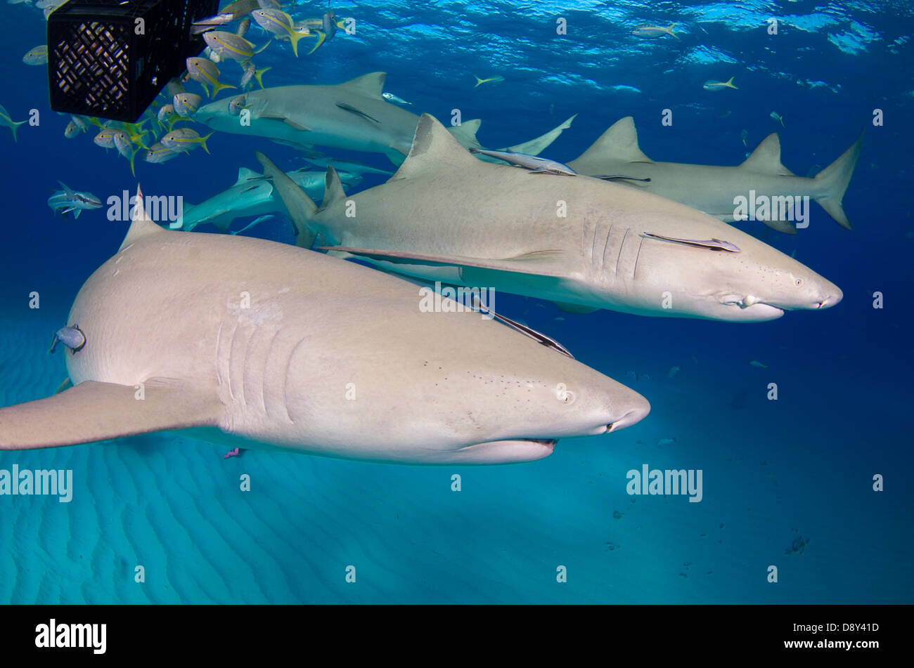 Lemon Sharks Negaprion Brevirostris Bahamas Caribbean Atlantic