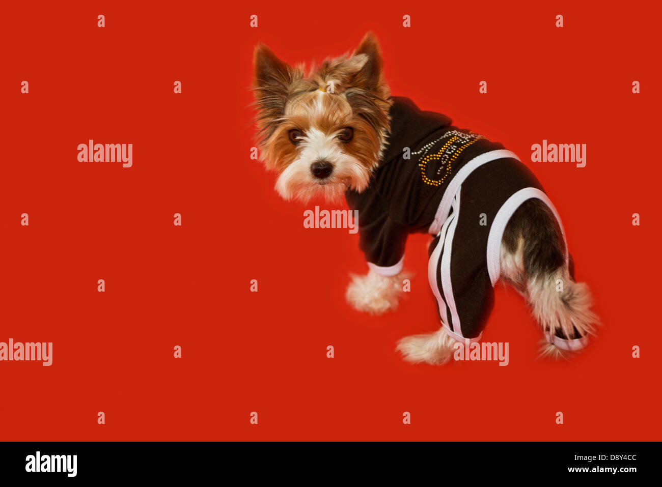 Silky terrier turned back for reciving a sweet. Focus on muzzle. Stock Photo