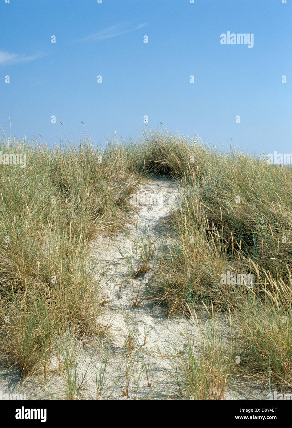 Beach grass vertical hi-res stock photography and images - Alamy