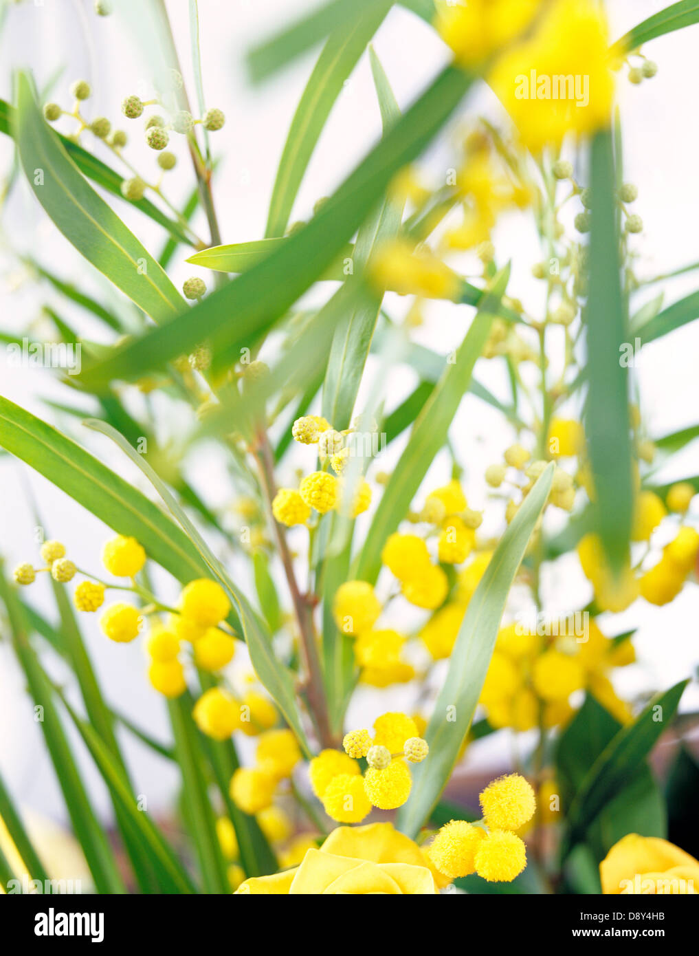 Yellow flowers close up hi-res stock photography and images - Alamy