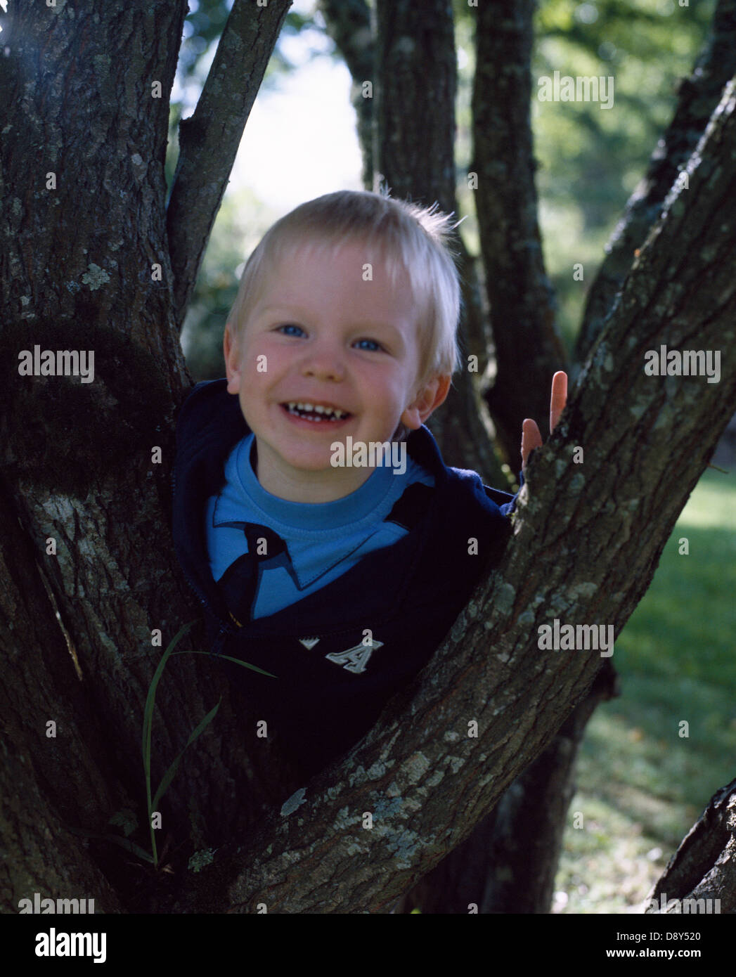 A boy climbing a tree. Stock Photo