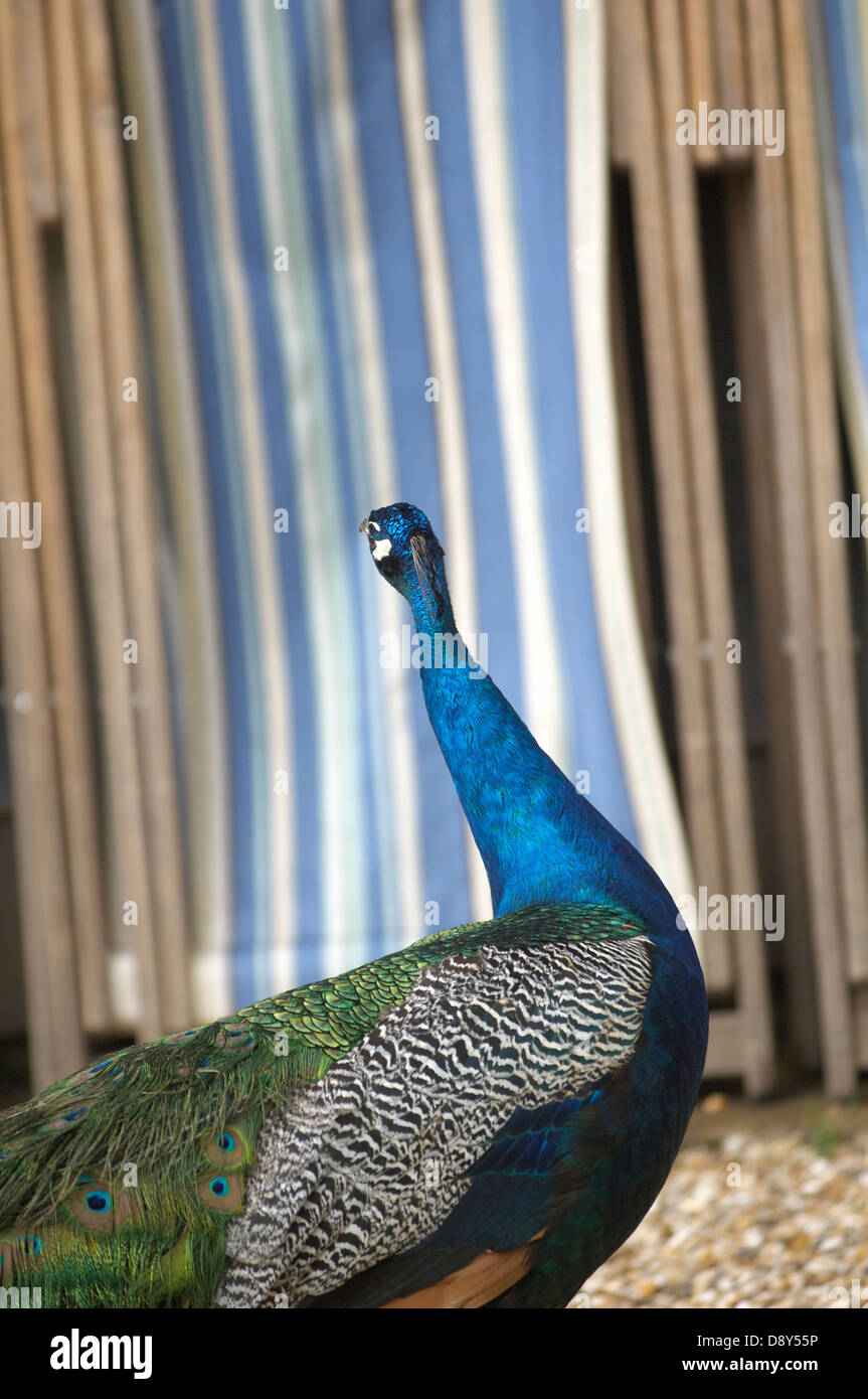 A peacock being used as an interesting wedding attraction. Stock Photo