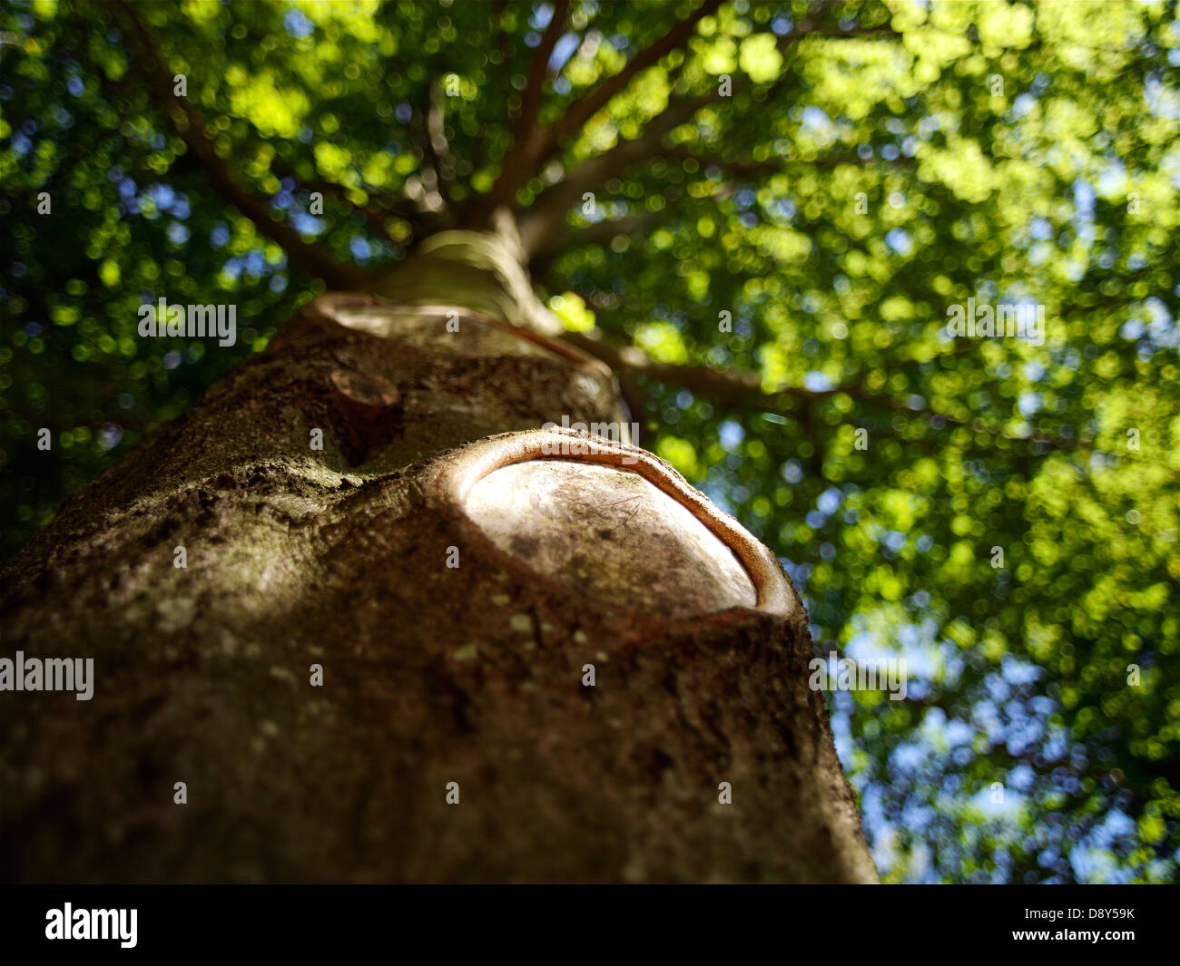 Tree photographed from below Stock Photo - Alamy