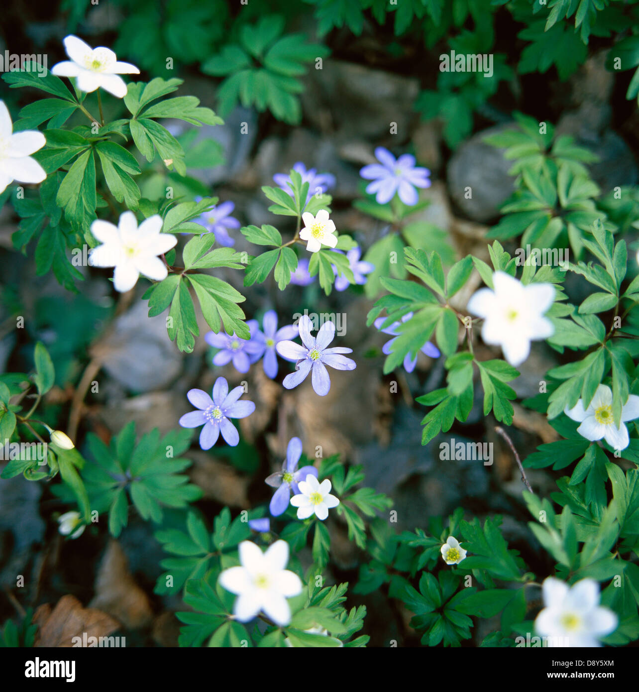 Wood anemones and hepatica Stock Photo Alamy