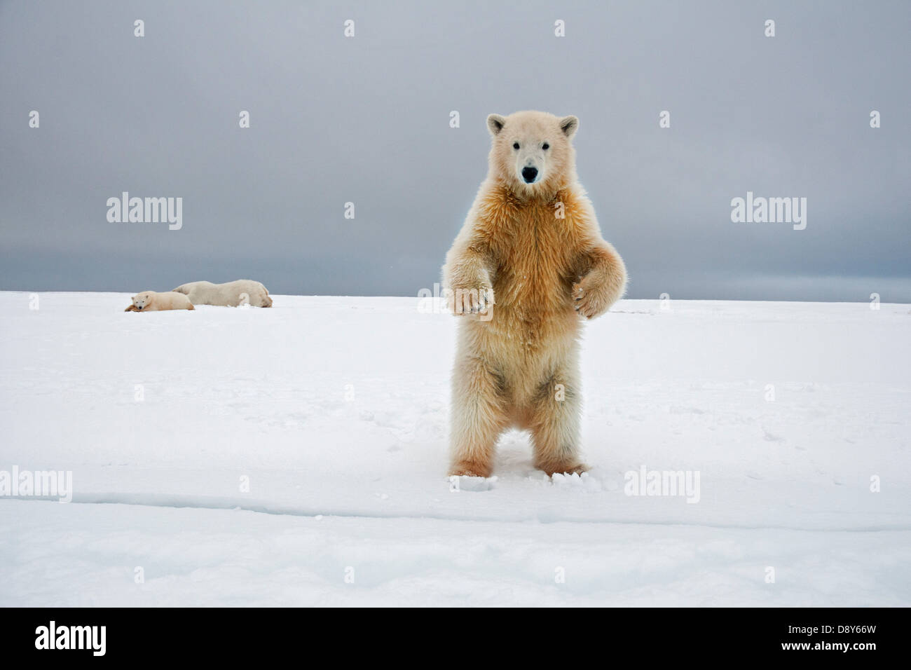 Polar Bear Cub Standing Up Looking at Photographer Stock Photo