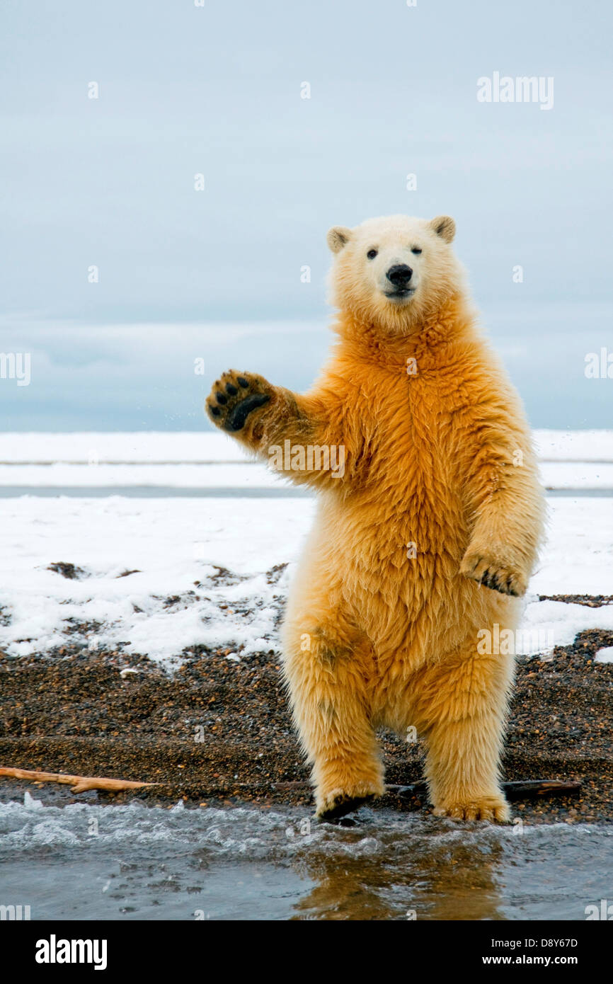 polar bear Ursus maritimus spring cub stands tries to balance itself almost as if it's dancing along Bernard Spit 1002 area Stock Photo