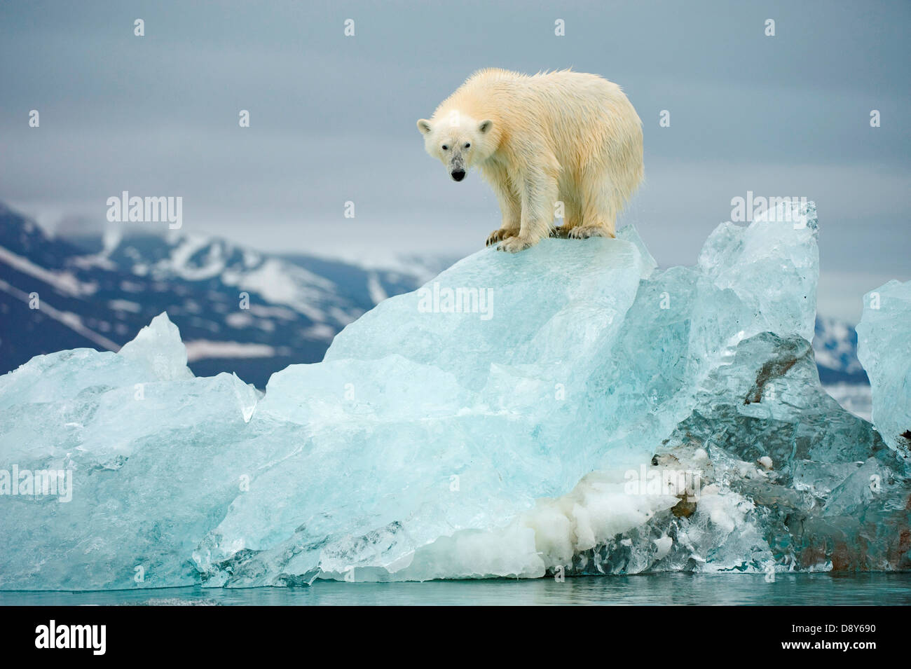 Polar bear Ursus maritimus perches atop melting glacial ice floe along Woodfjorden Spitsbergen northwest coast Svalbard Stock Photo