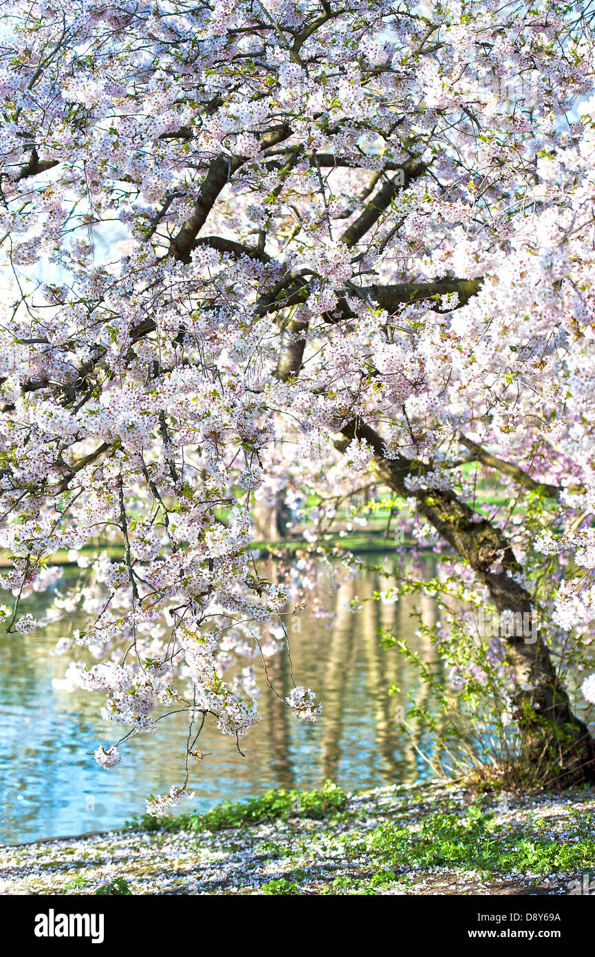 Cherry Blossom Stock Photo