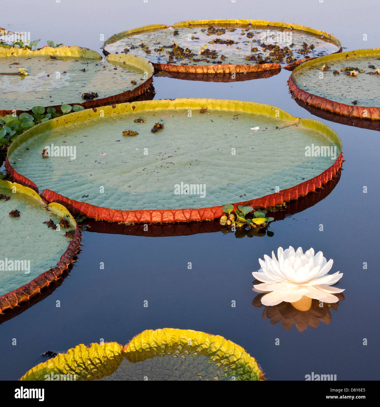 Giant Water Lilies Victoria amazonica in Lake near Cuiaba River ...