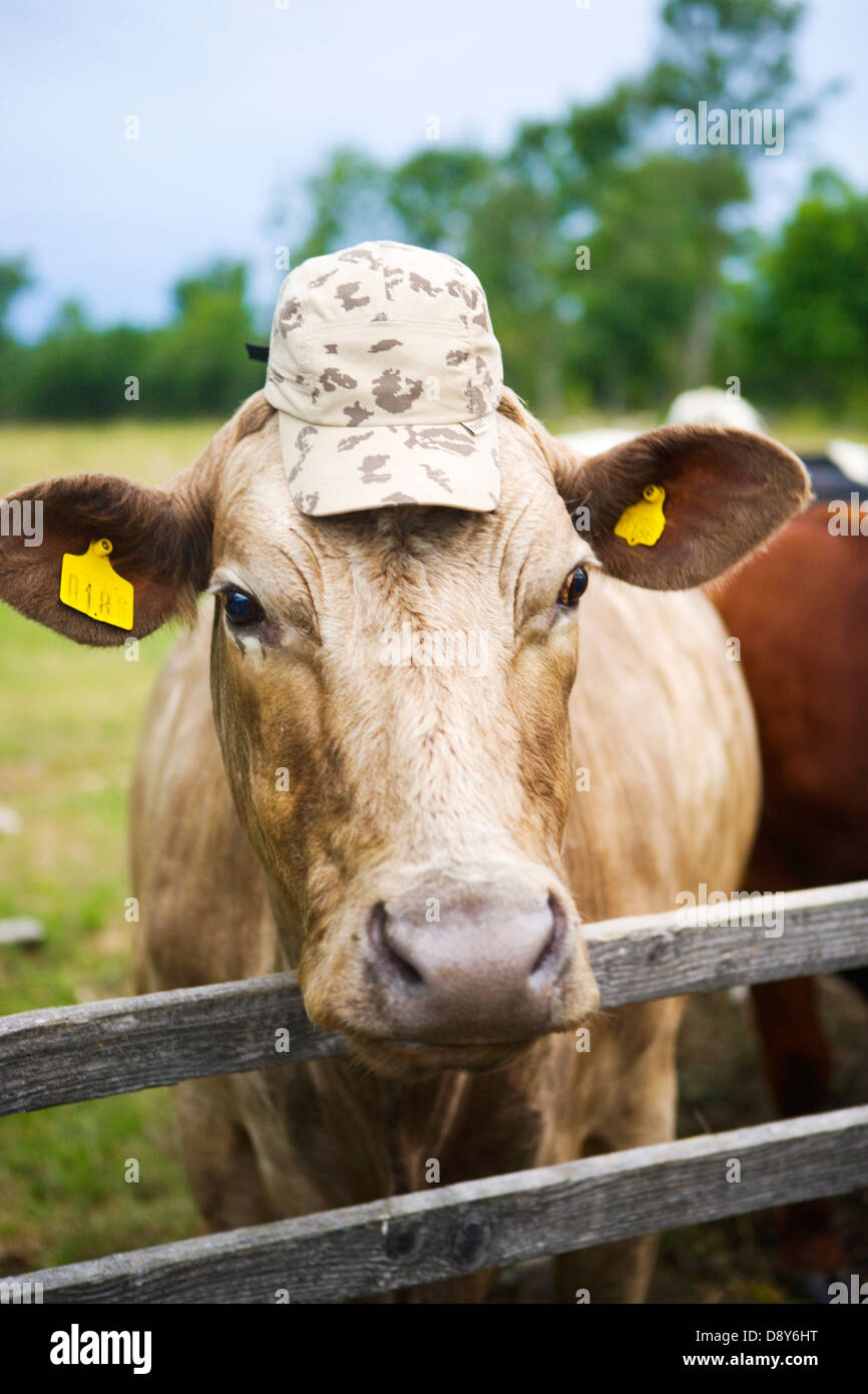 Cow with hat sales