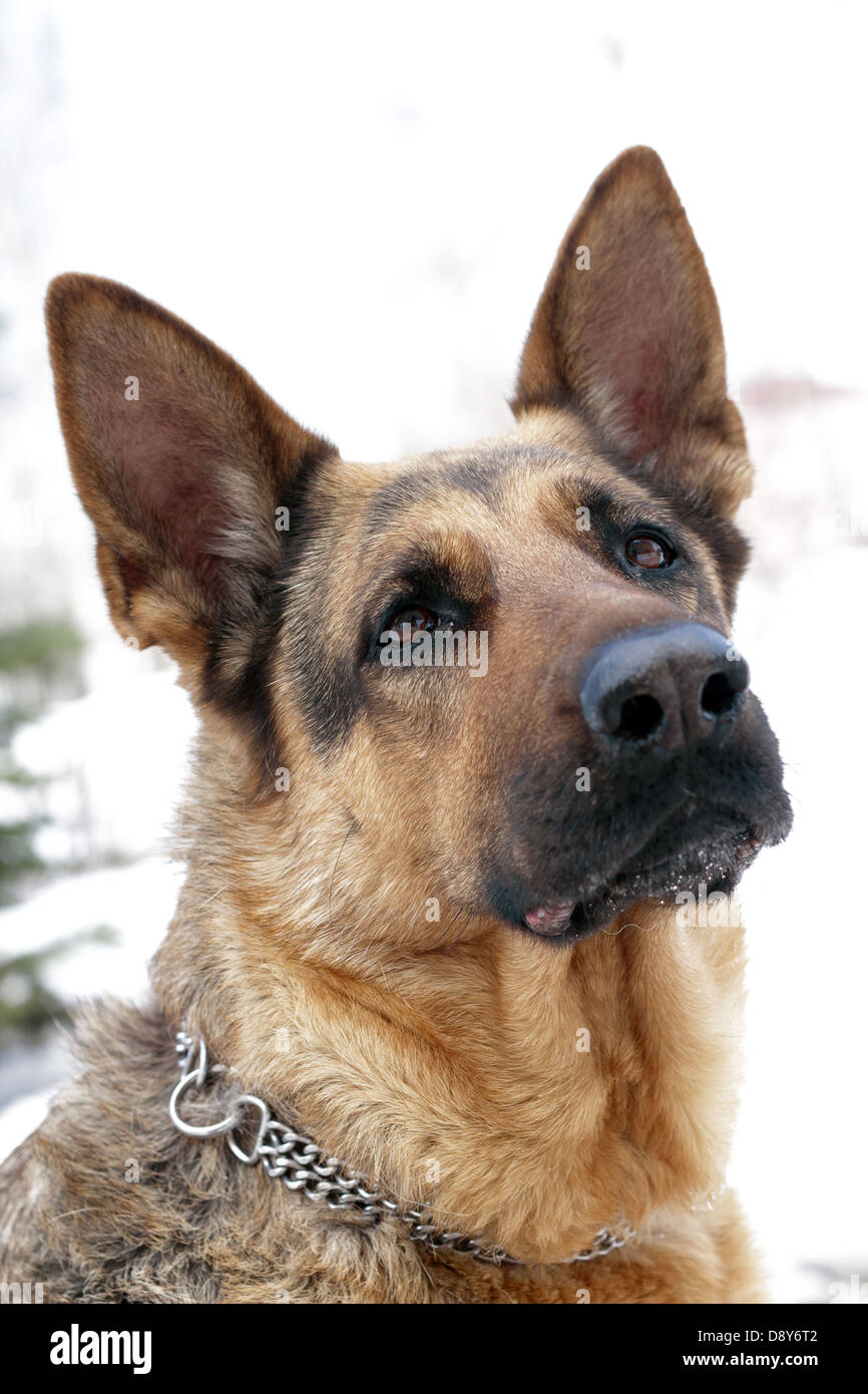 Portrait of a german shepherd dog Stock Photo - Alamy