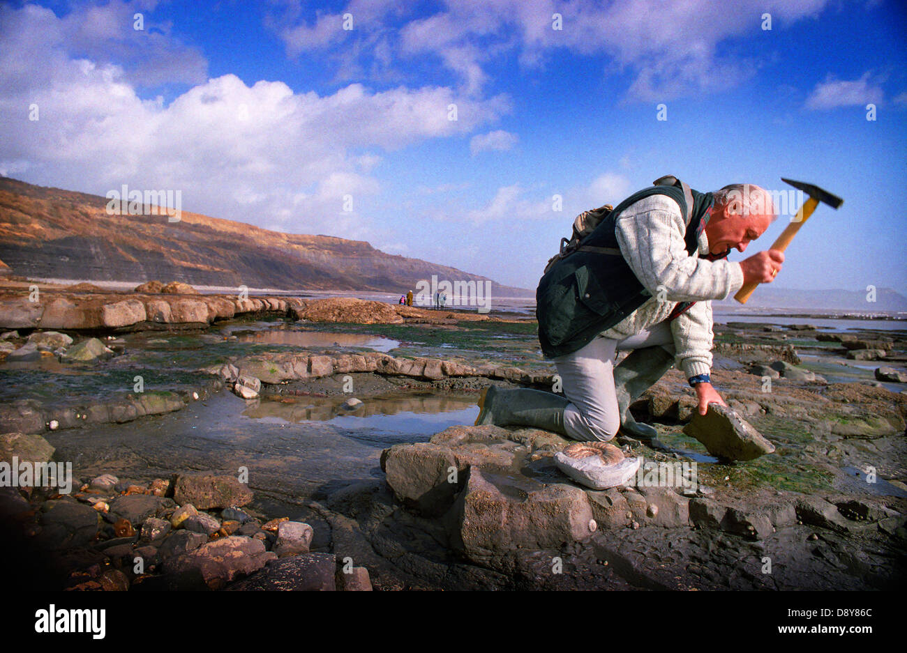 Fossil hunting on the Jurrasic coast near Lyme Regis in Dorset Stock Photo Alamy