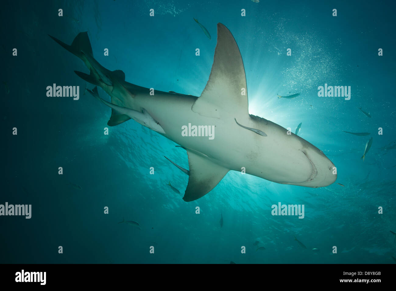 Lemon Shark, Negaprion brevirostris, Bahamas, Caribbean, Atlantic Ocean