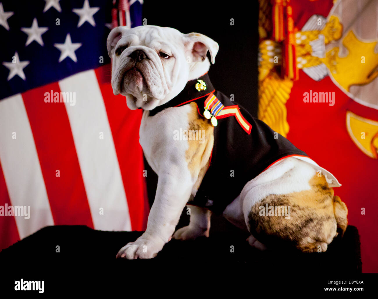 The official mascot of the US Marine Corps, English bulldog Pfc. Chesty the XIV, poses for his official photo May 15, 2013 in the Pentagon, Arlington, VA . Chesty the XIV will officially take over as the mascot when his predecessor, Sgt. Chesty the XIII, retires in the fall of 2013. Stock Photo