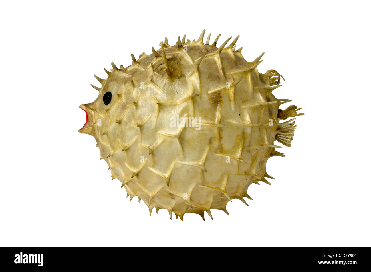 Globefish Stuffing cut out isolated on white background Stock Photo