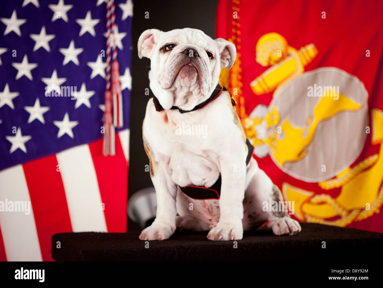 The official mascot of the US Marine Corps, English bulldog Pfc. Chesty the XIV, poses for his official photo May 15, 2013 in the Pentagon, Arlington, VA . Chesty the XIV will officially take over as the mascot when his predecessor, Sgt. Chesty the XIII, retires in the fall of 2013. Stock Photo