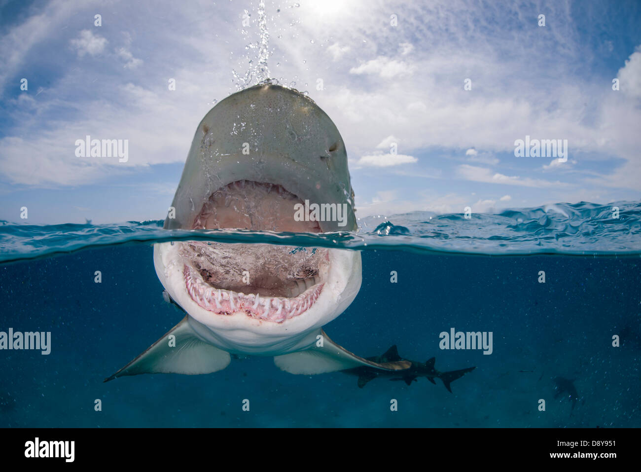 Lemon Shark Mouth