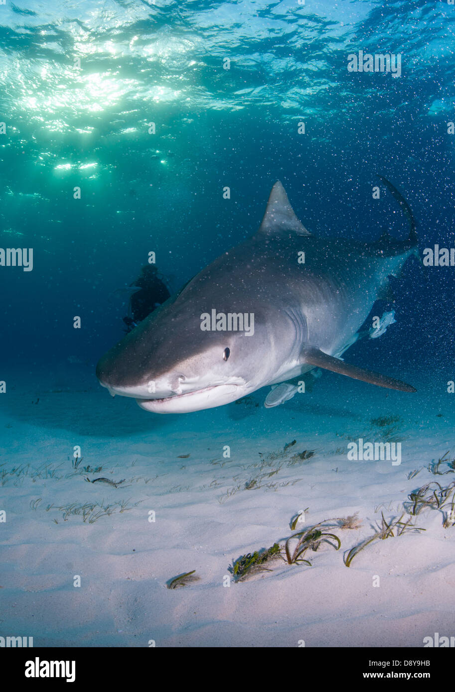 Tiger shark, Galeocerdo cuvier, Bahamas Stock Photo
