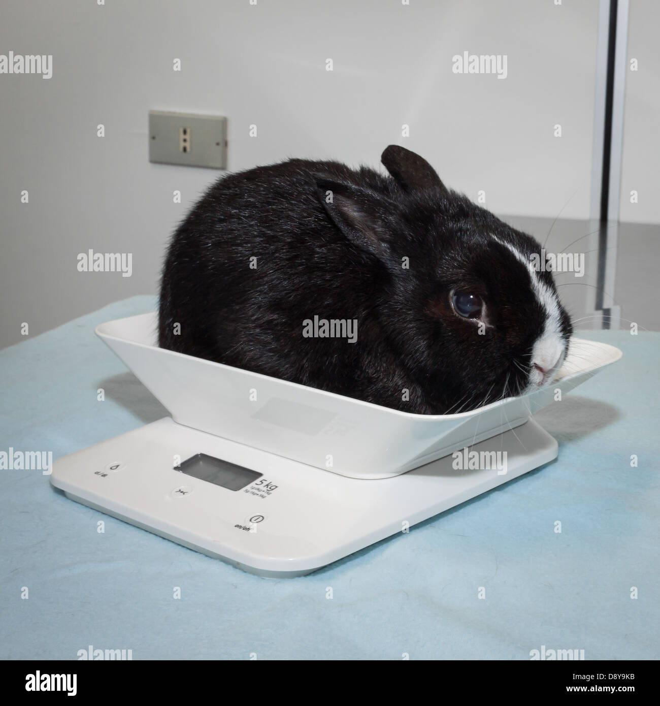 Rabbit Care - Weighing Rabbit on scales Stock Photo - Alamy