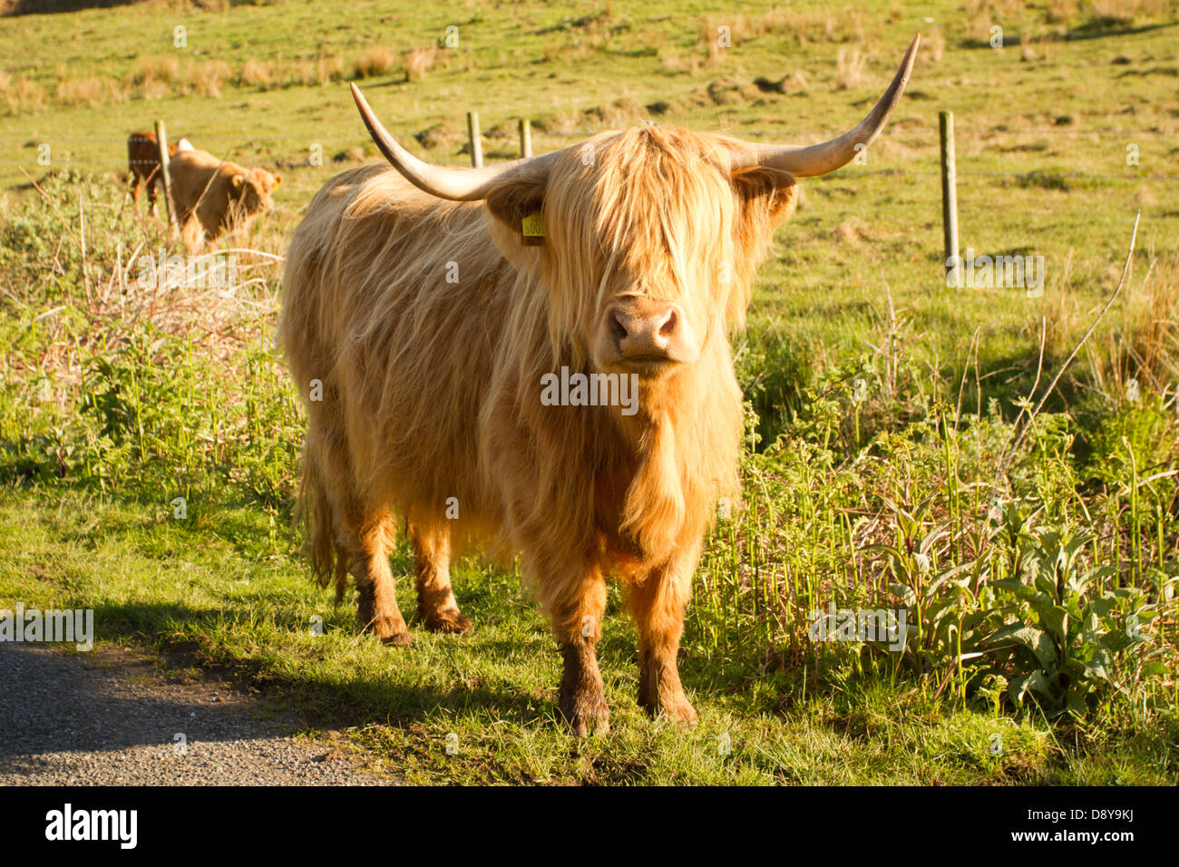 Highland Cow and calf; Isle of Mull; Scotland Stock Photo - Alamy