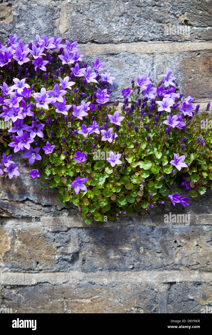 Wild Bellflowers 'weeds' growing off wall - UK Stock Photo