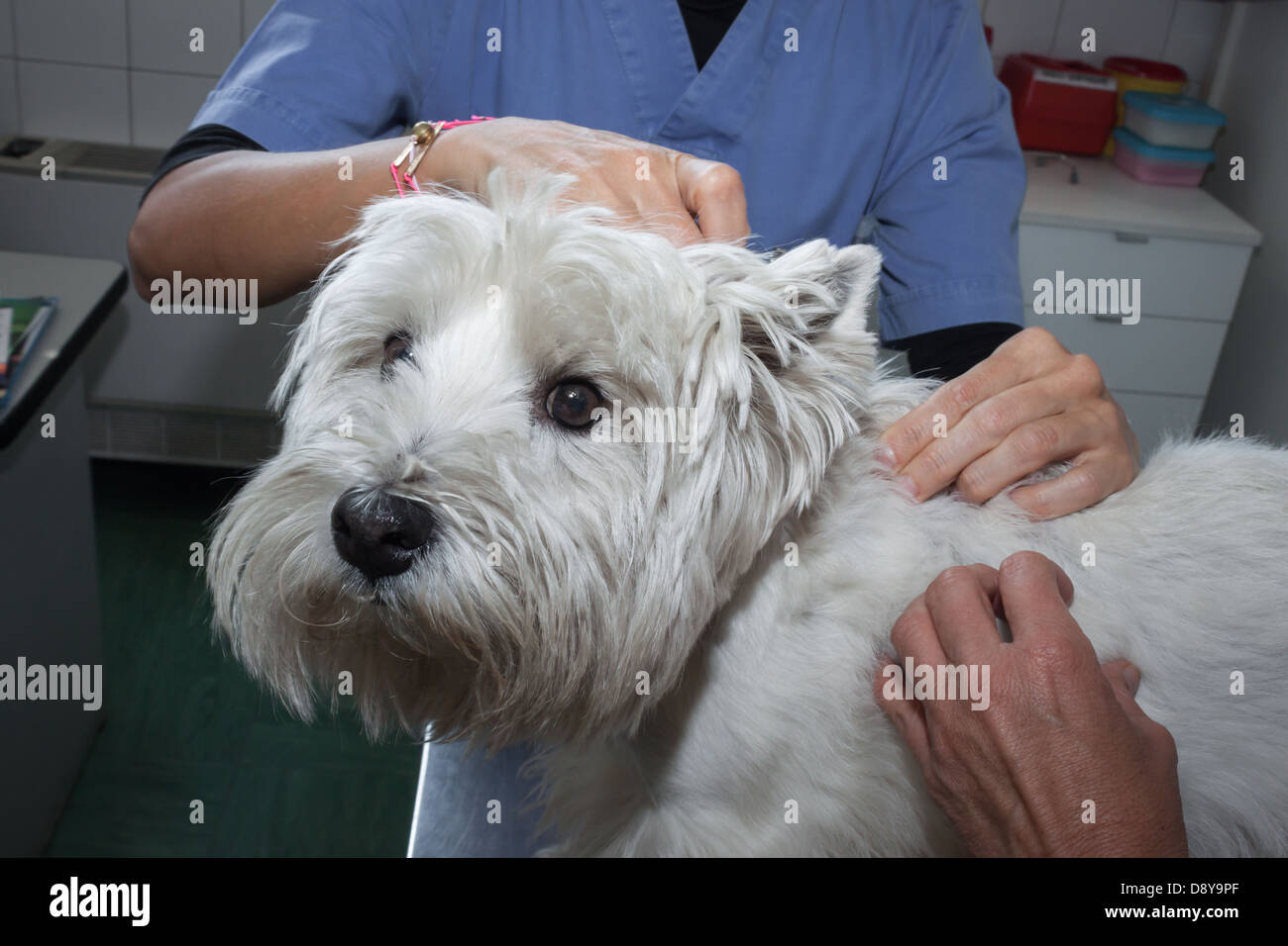 West highland dog & cat hospital sales
