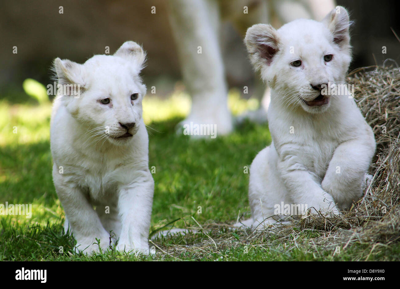 Rhenen, The Netherlands. 06 June 2013. African white lions "Inkosi" and "Ilumbo" pose at Ouwehand Zoo in Rhenen, 06 June 2013. The rare African white lions were born on 06 March 2013. The past months the youngsters and their mother Bandhura kept behind the scenes and were not visibly for the public. Ouwehand Zoo offered the rare white cubs to the new Dutch royal couple. Ouwehand got this idea because the little lions are a male and a female, and this is popularly known as a "royal couple". Photo: VidiPhoto/dpa/Alamy Live News Stock Photo