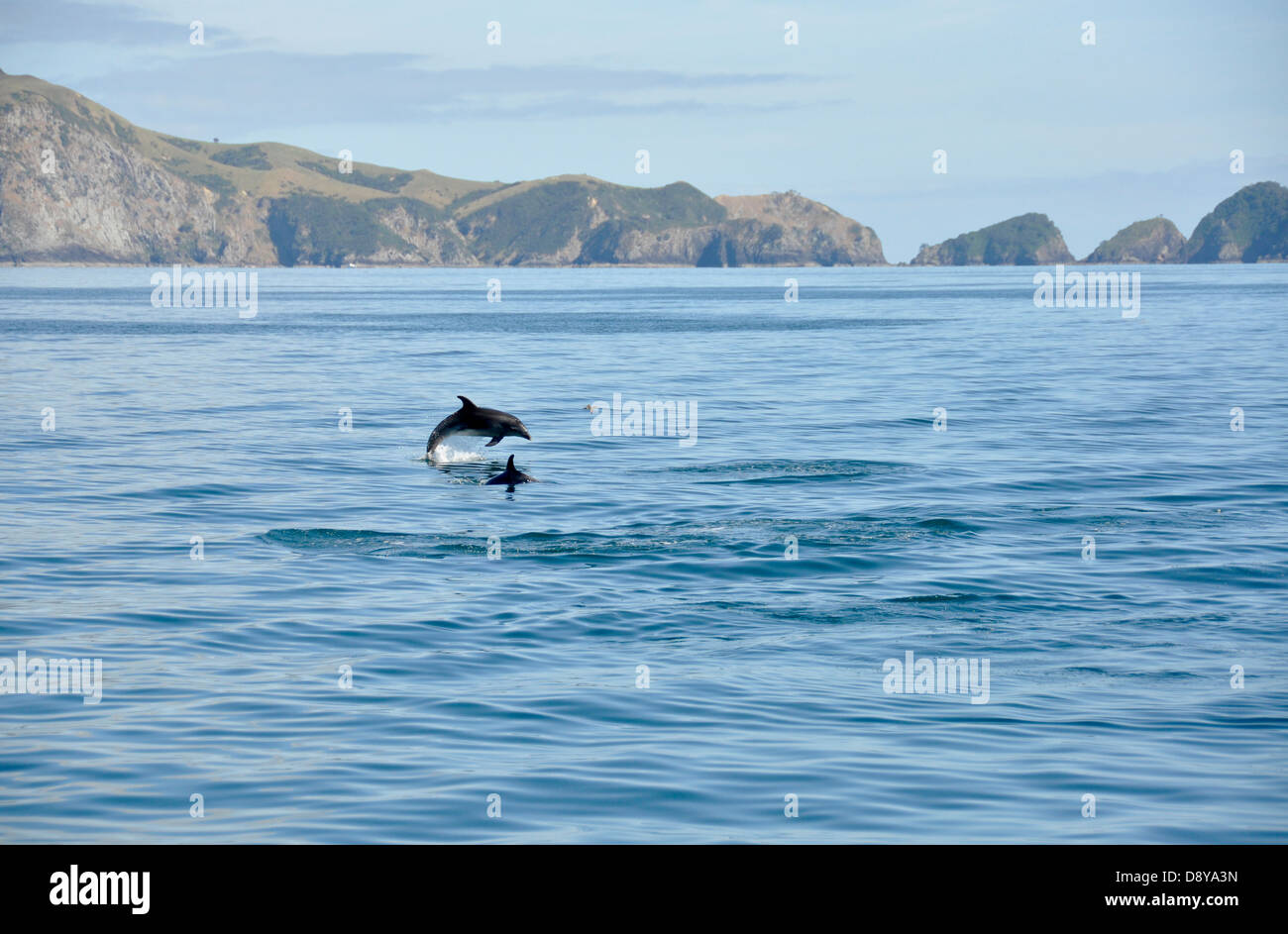 dolphin diving high in the sea with cliffs in background, jumping dolphin Stock Photo