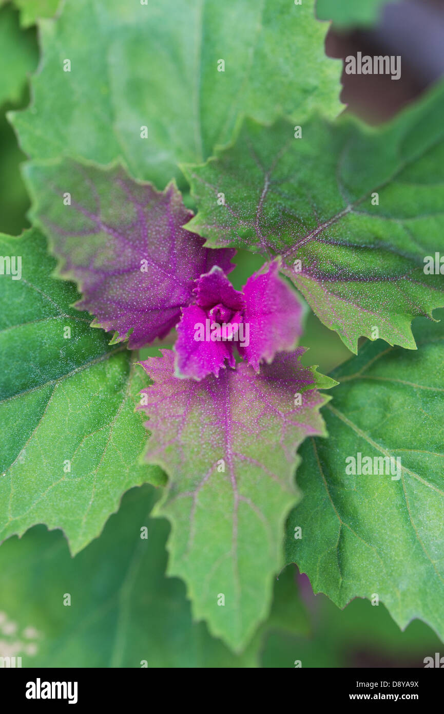 Chenopodium giganteum. Magenta Spreen / Purple Goosefoot / Tree Spinach Vegetable Stock Photo