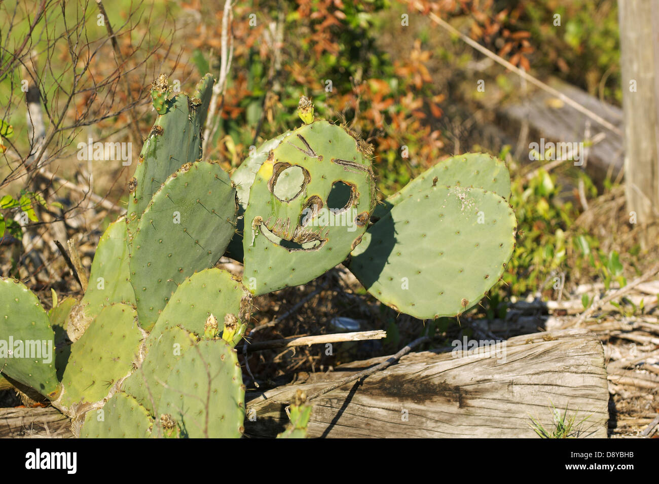 Happy Cactus with smiley face cut out Stock Photo - Alamy