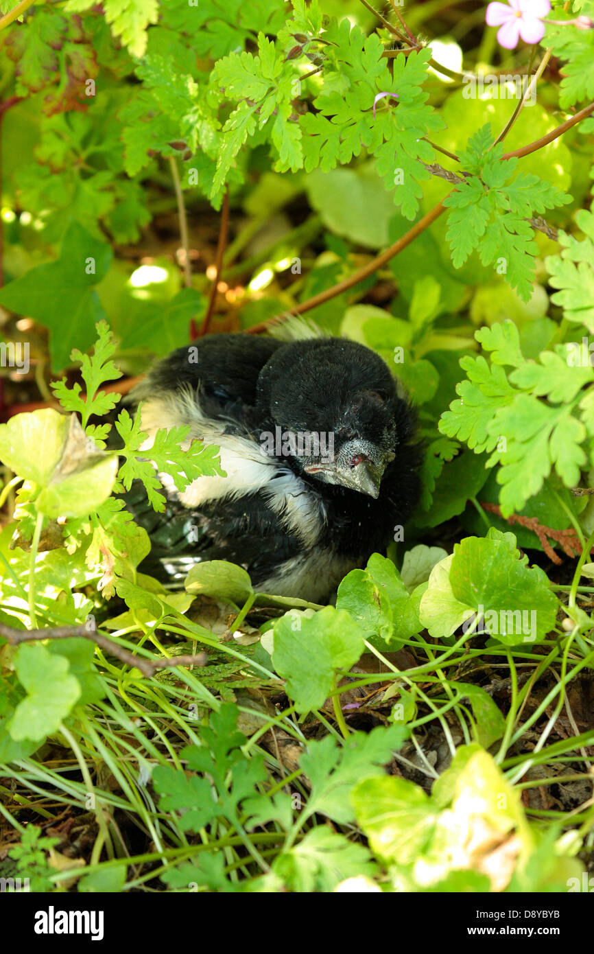 Falling out of nest hires stock photography and images Alamy